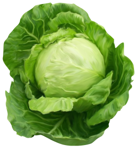 Cabbage PNG image-8801